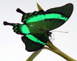 Бабочки дарят необычные и прекрасные чувства