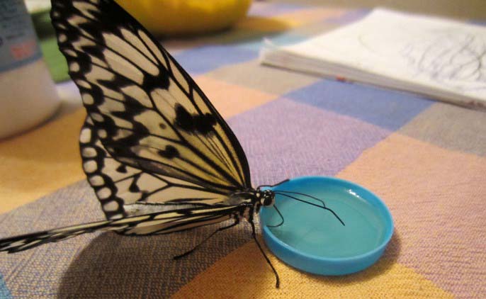 Накормить взрослую бабочку очень просто