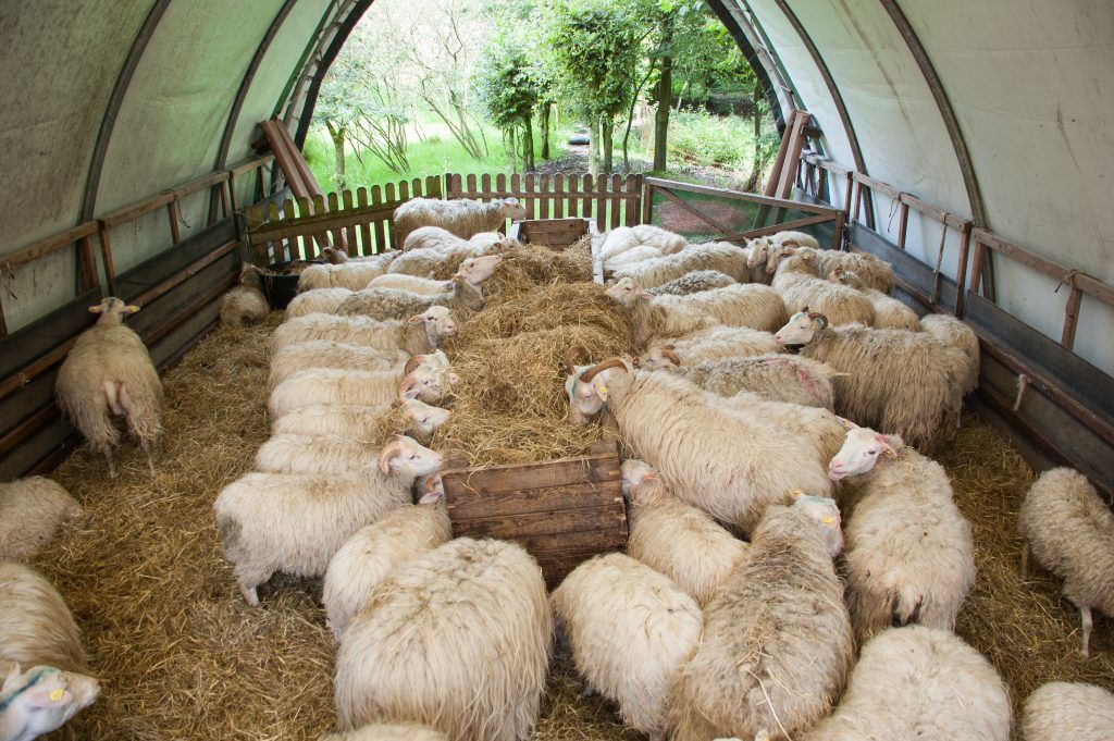 Основы содержания овец