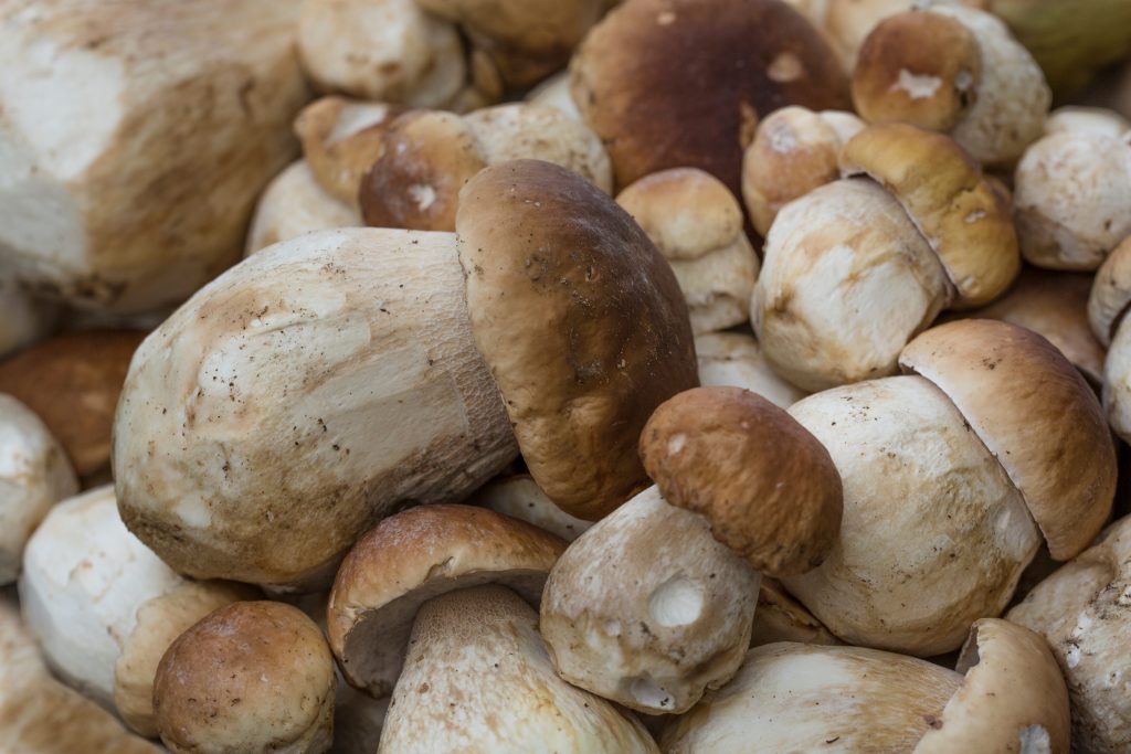 Теплицы для выращивания грибов круглый год