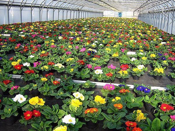 Успешное выращивание цветов в теплицах зависит от того, насколько правильно подготовлена почва для их посадки