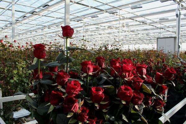 Бизнес по выращиванию роз можно начинать на собственном участке, оформив его как личное приусадебное хозяйство