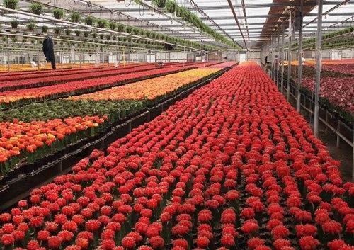 Выращивание цветов в теплице – выгодный вариант бизнеса