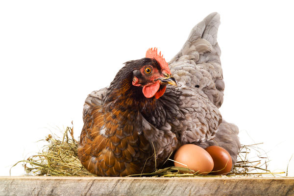 Курицы одной и той же породы в одних и тех же условиях могут нестись по-разному