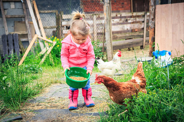 Цыплята и курицы так же различны по своим характерам, как другие домашние животные
