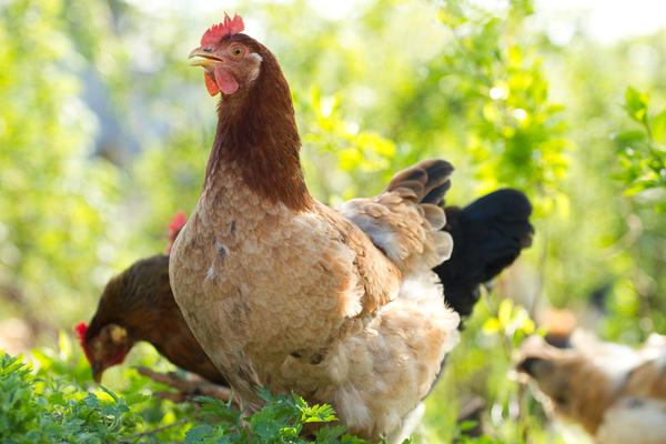 Цыплята превращаются в замечательных и полезных домашних животных