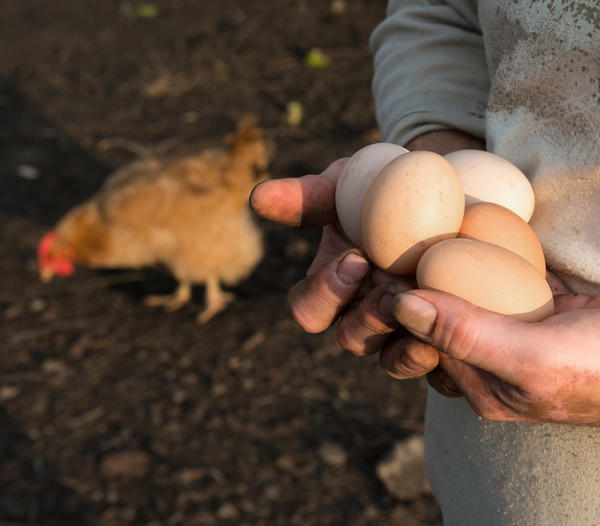 Куриные яйца могут быть разного размера