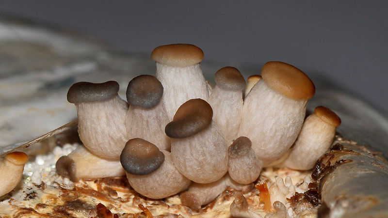 как вырастить белые грибы дома