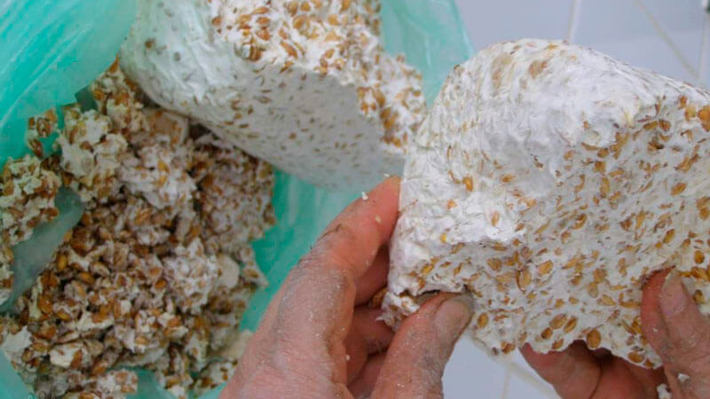 выращивание белых грибов в домашних условиях
