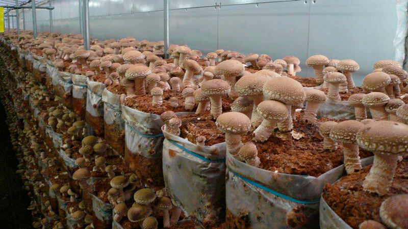 выращивание грибов дома