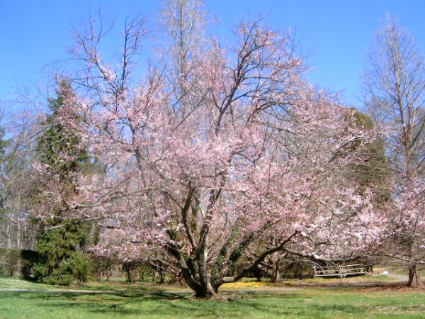 cherry tree