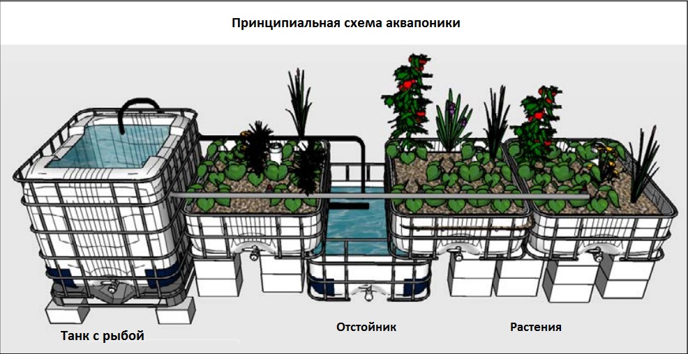 Внутреннее рыбоводство