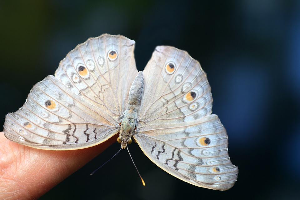 большая белая бабочка на пальце человека