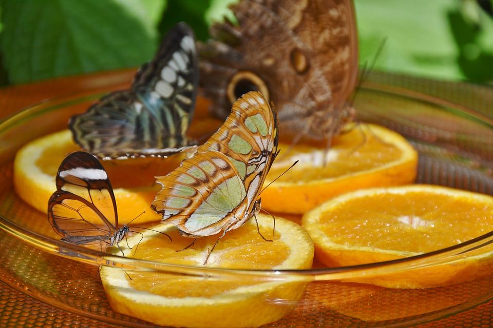 еда для бабочек доме 