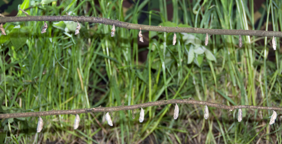Chrysalis lined up on stick to hatch