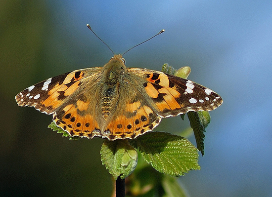 Small tortoiseshell by Brianb60