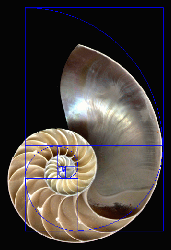 Nautilus shell spiral vs a Golden spiral