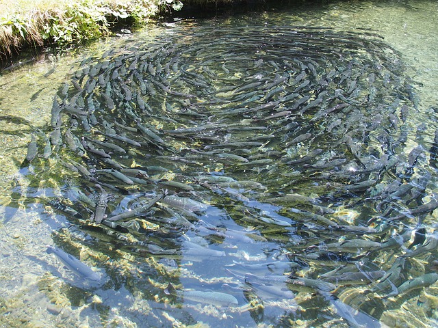 fish farming