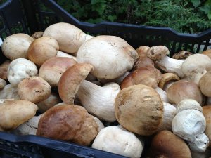 Собранные белые грибы