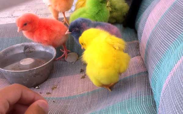 Цветные птенцы 